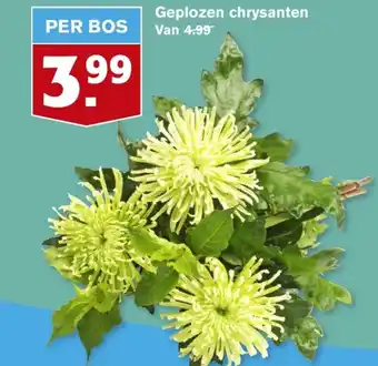 Hoogvliet Geplozen chrysanten aanbieding