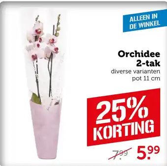 Coop Orchidee 2-tak aanbieding