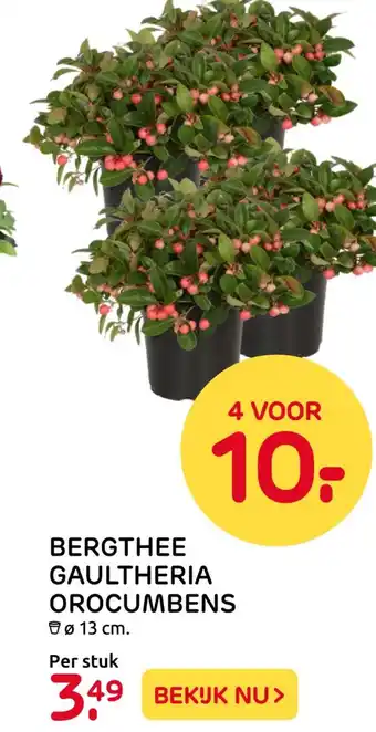 Praxis BERGTHEE GAULTHERIA OROCUMBENS aanbieding