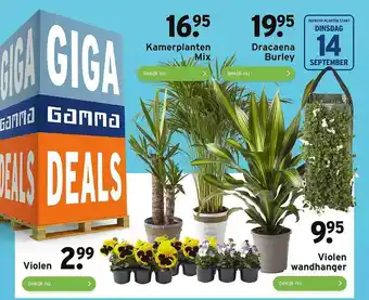 GAMMA Violen, Kamerplanten Mix, Dracaena Burley Of Violen Wandhanger aanbieding