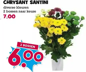 Boon`s Markt Chrysant santini aanbieding