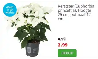 Intratuin Kerstster (euphorbia princettia). hoogte 25 cm, potmaat 12 cm aanbieding