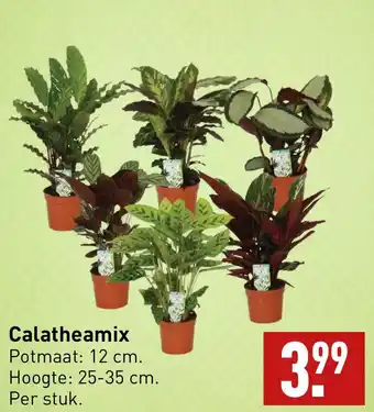 ALDI Calatheamix aanbieding