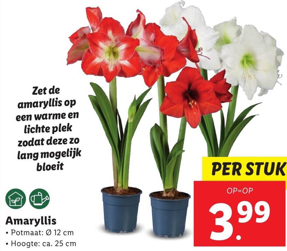 Amaryllis aanbieding bij Lidl