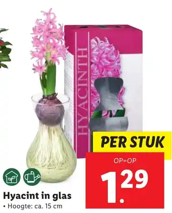 Lidl Hyacint in glas aanbieding