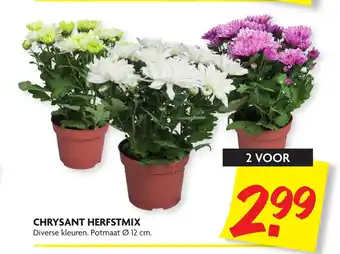 Dekamarkt Chrysant Herfstmix 2st aanbieding