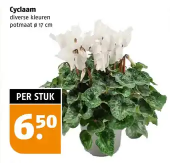 Poiesz Cyclaam aanbieding