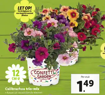 Lidl Calibrachoa trio-mix aanbieding