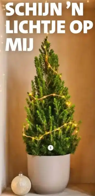 Intratuin Dwergspar (Picea glauca 'Conica') aanbieding