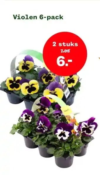 Welkoop Violen 6-pack aanbieding