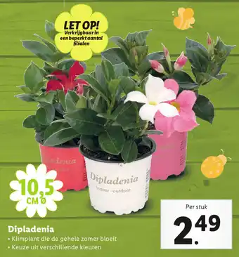 Lidl Dipladenia aanbieding