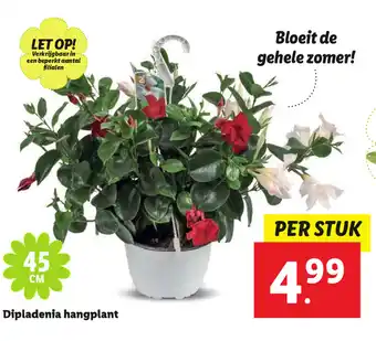 Lidl Dipladenia hangplant aanbieding