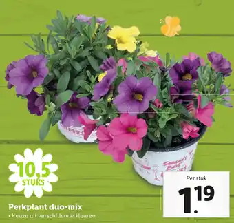 Lidl Perkplant duo-mix aanbieding