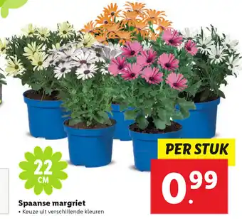 Lidl Spaanse margriet aanbieding