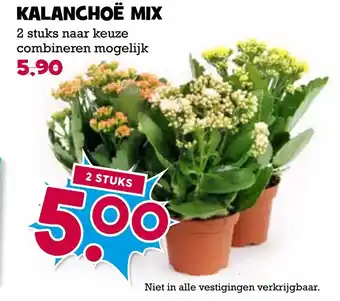 Boon`s Markt Kalanchoë mix aanbieding