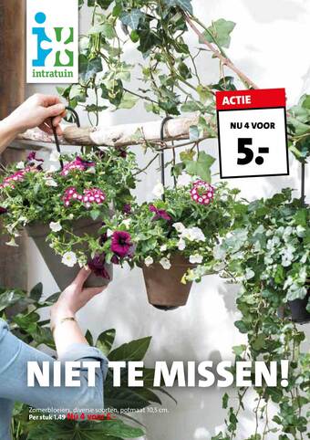 Intratuin Zomerbloeiers aanbieding