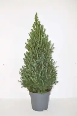 Intratuin Dwergspar (picea glauca 'conica') d 19 h 70 cm aanbieding