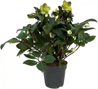 Intratuin Kerstroos (helleborus 'beauty princess') d 17 h 45 cm aanbieding