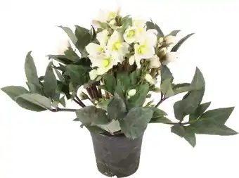 Intratuin Kerstroos (helleborus (hgc) 'shooting star') d 15 h 40 cm aanbieding