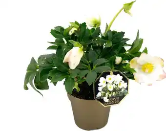 Intratuin Kerstroos (helleborus (hgc) 'jesko') d 10,5 h 25 cm aanbieding