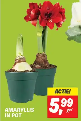 Dekamarkt Amaryllis in pot aanbieding