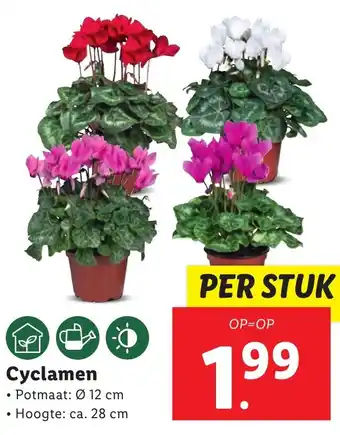 Lidl Cyclamen aanbieding