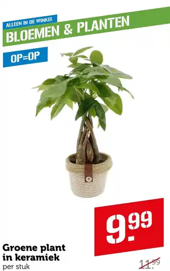 Coop Groene plant in keramiek aanbieding