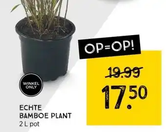 Xenos Echte bamboe plant aanbieding