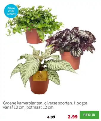 Intratuin Groene kamerplanten, diverse soorten. hoogte vanaf 10 cm, potmaat 12 cm aanbieding