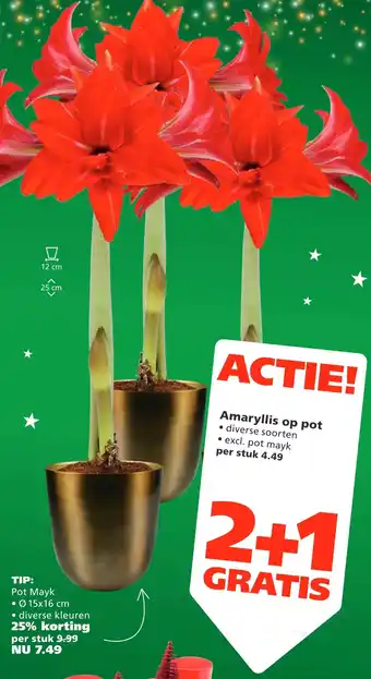 Ranzijn Amaryllis op pot aanbieding