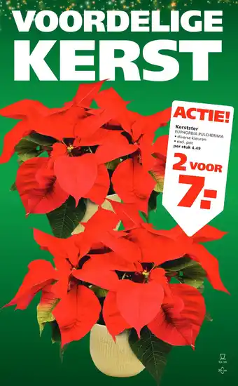 Ranzijn Kerstster euphorbia pulcherima aanbieding