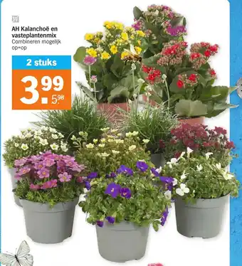 Albert Heijn AH Kalanchoe en vasteplantenmix 2st aanbieding