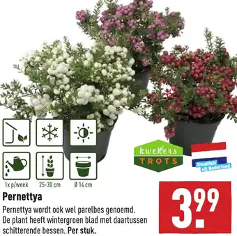 ALDI Pernettya aanbieding