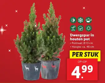 Lidl L Dwergspar in houten pot aanbieding