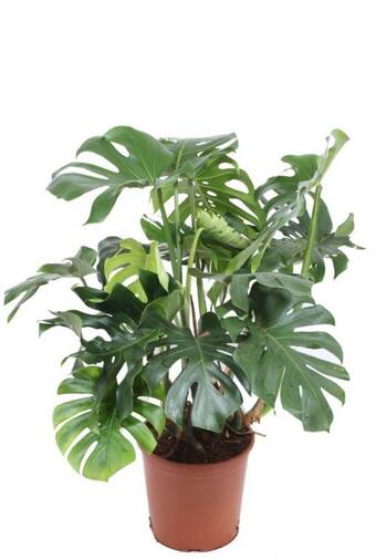 123Planten Monstera aanbieding