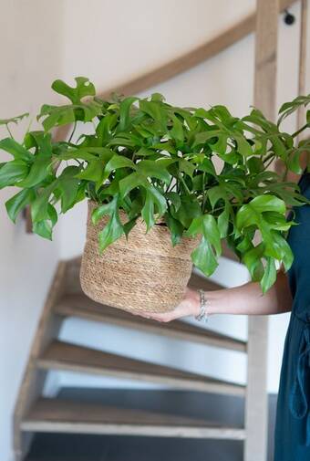 123Planten Monstera minima aanbieding