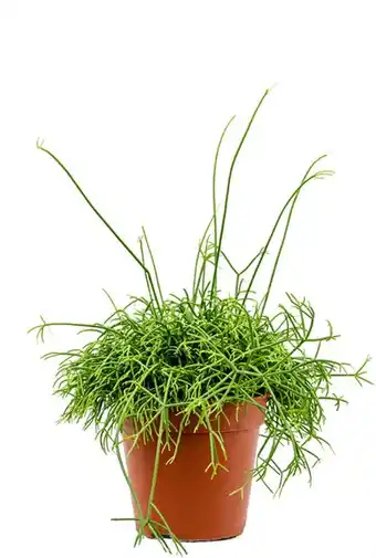 123Planten Rhipsalis cassutha aanbieding