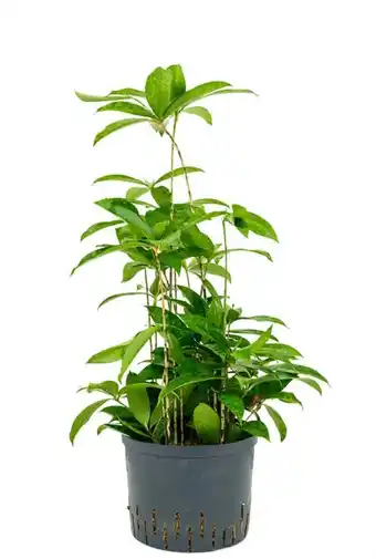 123Planten Dracaena surculosa aanbieding