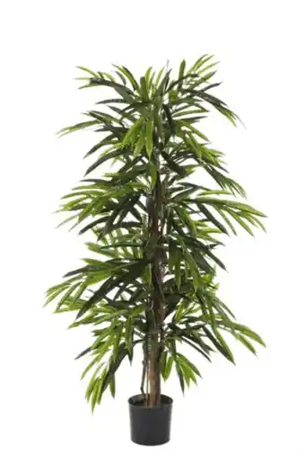 123Planten Longifolia de luxe aanbieding
