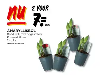 Jumbo AMARYLLISBOL aanbieding