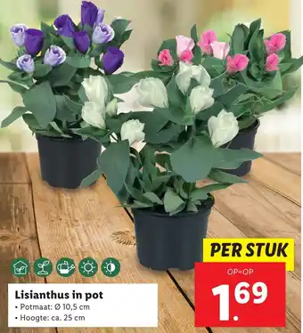 Lidl Lisianthus in pot aanbieding