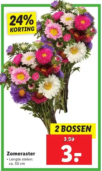 Lidl Zomeraster aanbieding