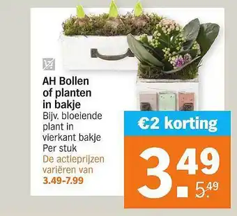 Albert Heijn AH Bollen of planten in bakje bloelende plant invierkant bakje aanbieding