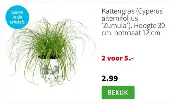 Intratuin Kattengras (cyperus alternifolius 'zumula'). hoogte 30 cm, potmaat 12 cm aanbieding