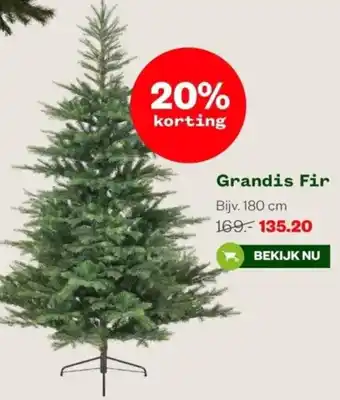 Welkoop Grandis Fir 180 cm aanbieding