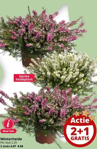 GroenRijk Winterheide per stuk 2.29 aanbieding