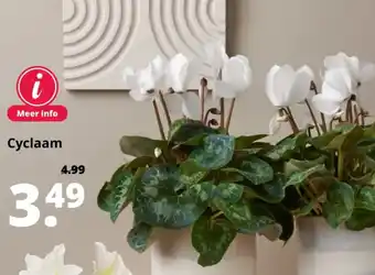 GroenRijk Cyclaam aanbieding