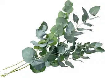 Intratuin Intratuin eucalyptus takken 70 cm aanbieding
