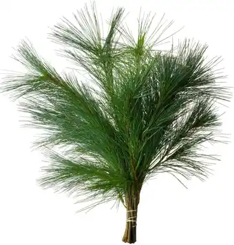 Intratuin Intratuin pinus takken 80 cm aanbieding