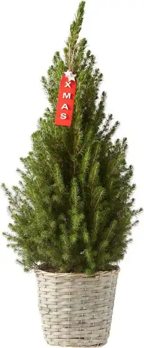 Welkoop Picea conica in mand - kerstboom - 70-80 cm aanbieding